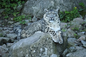 Snow leopard portrait in amazing light. Wild animal in the nature habitat. Very rare and unique wild cat. Irbis. Panthera uncia. Uncia uncia. © photocech