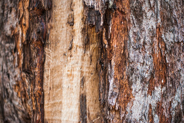 Close up tree bark texture as a wooden background