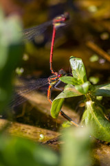 Frühe Adonislibellen bei der Paarung und Eiablage an einem Teich oder Gewässer zeigen das Paarungsrad, die Tandemstellung bzw. den Tandemflug mit schönen Flügeln zur Paarungszeit und Fortpflanzung