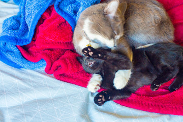 Black and Gray cats taken nearby Brisbane city in Queensland, Australia. Australia is a continent located in the south part of the earth.