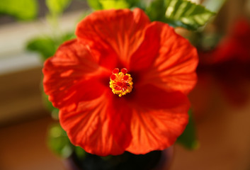 Red beauty (hibiscus)