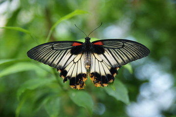 Exotic butterfly  (Botanic Garden Prague)