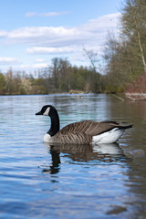 Kanadagans von der Seite nach links schwimmend
