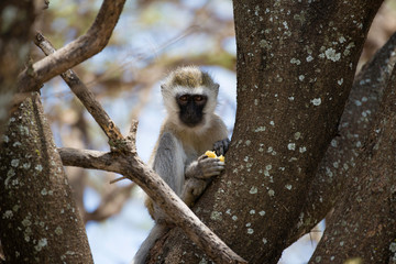 Obraz premium Vervet monkey eating on a tree