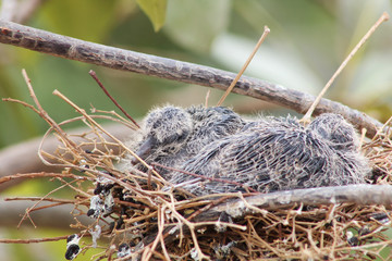 Baby Red Collared Dove in a nest on a tree, close-up view with blurred nature background