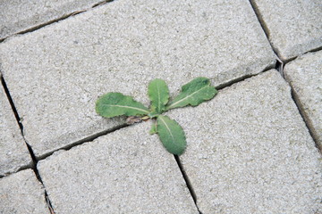 weeds grow between the paving stones