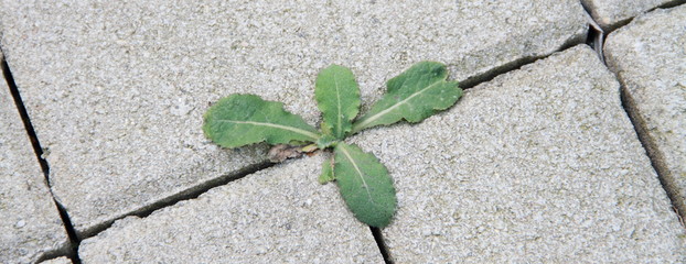 weeds grow between the paving stones