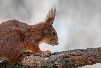 Eichhörnchen Portrait