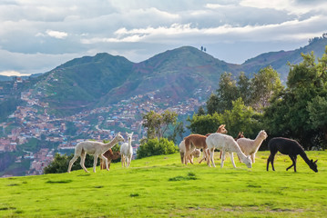 Llamas and alpacas at Sacsayhuaman, incas ruins in the peruvian Andes, Cusco, Peru
