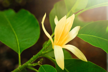 White Champaka Flowers and Green Leaves With Sunlight.
