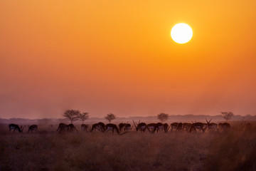 sunset in the grassland