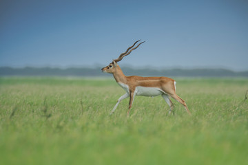 Blackbuck