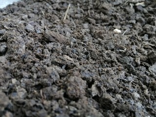 close up of  manure mixed soil