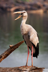 Pelican bird stand on tree in river