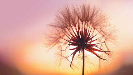dandelion at sunset . Freedom to Wish. Dandelion silhouette fluffy flower on sunset sky - obrazy, fototapety, plakaty