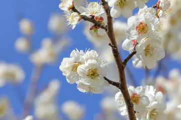 梅の花