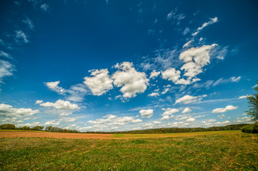 fields and meadow with dandelions, blue sky with white clouds
