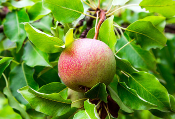 ripe pear on a branch
