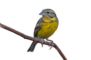 Closeup yellow-breasted bunting isolated on white background