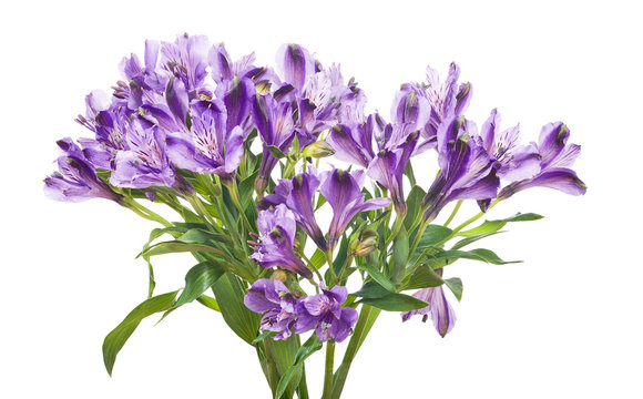 isolated bunch of lilac freesia flowers