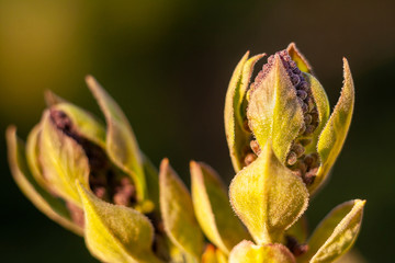 Bud of lilac flower in the morning sun.