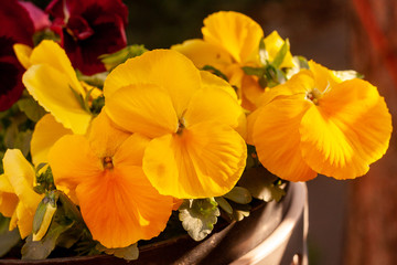 Yellow pansy flowers.