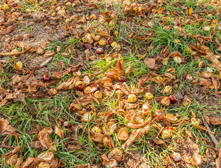 chestnuts fallen on the ground in grass