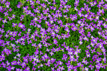 Background from small purple spring flowers on the lawn.