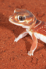 Close up photograph of a Smooth Knob-tailed Gecko
