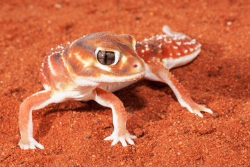 Close up photograph of a Smooth Knob-tailed Gecko