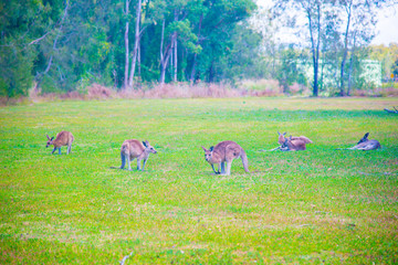 Wild Kangaroos at Coombabah of Gold Coast, Australia. Australia is a continent located in the south part of the earth.