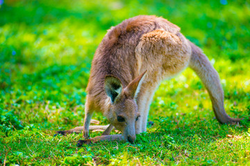 Naklejka na ściany i meble Wild Kangaroo at Coombabah of Gold Coast, Australia. Australia is a continent located in the south part of the earth.