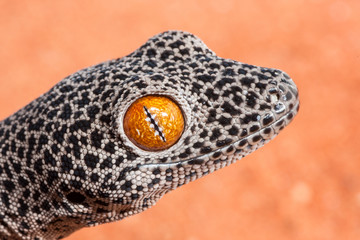 Obraz premium Close up photograph of the Golden-tailed Gecko