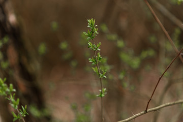 wild flowers in the forest