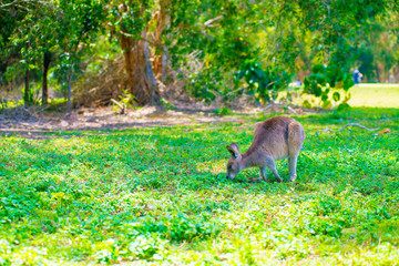 Wild Kangaroo at Coombabah of Gold Coast, Australia. Australia is a continent located in the south part of the earth.
