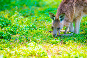 Wild Kangaroo at Coombabah of Gold Coast, Australia. Australia is a continent located in the south part of the earth.