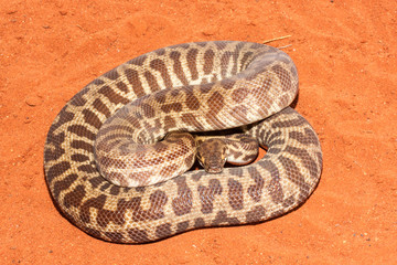 Stimson's Python curled on red soil