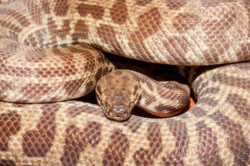 Obraz premium Children's Python, was know as Stimson's Python 