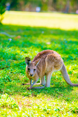 Wild Kangaroo at Coombabah of Gold Coast, Australia. Australia is a continent located in the south part of the earth.