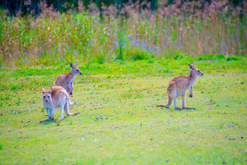 Naklejka na ściany i meble Wild Kangaroos at Coombabah of Gold Coast, Australia. Australia is a continent located in the south part of the earth.
