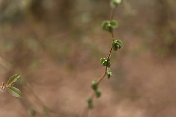 close up of a green plant