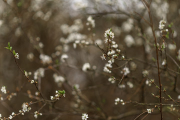snow covered branches