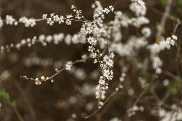 wild flowers in the snow