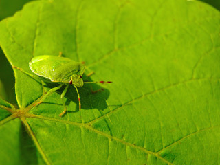 zielony owad na liściu