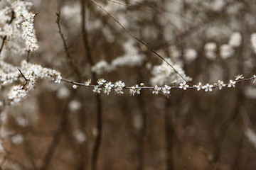 snow covered branches of tree
