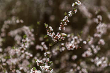 Fototapeta premium blooming apple tree
