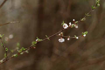 branch of a tree with dew