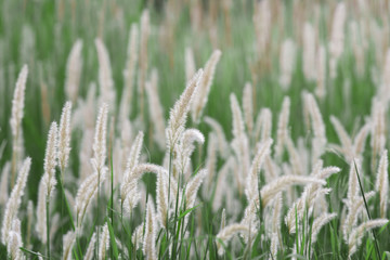 A view of white flowers of grass