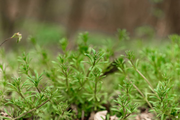 close up of fresh green grass