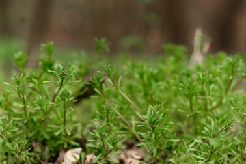 close up of fresh rosemary